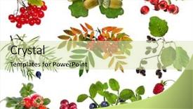  Presentation with berries - Colorful theme enhanced with collection set of wild forest backdrop and a soft green colored foreground