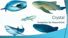  Presentation with shark - Cool new slide deck with collection shark species isolated whale backdrop and a cool aqua colored foreground