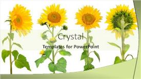  Presentation with white flowers - Slide deck enhanced with collection-sunflower-flowers-from-different background and a soft green colored foreground