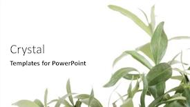  Presentation with tea leaves - 