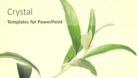  Presentation with tea leaves - 