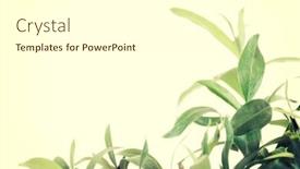  Presentation with tea leaves - 