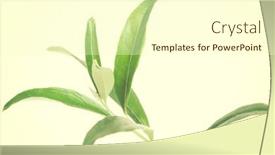  Presentation with tea leaves - 