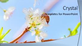  Presentation with fruit tree - PPT theme featuring collects pollen from fruit trees background and a light blue colored foreground