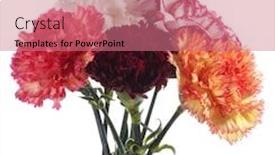  Presentation with white flowers - Colorful PPT theme enhanced with colletion-of-carnatoins-flowers-isolated backdrop and a coral colored foreground