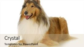  Presentation with rough - PPT layouts with risk management - business concept picture finance manager background and a light gray colored foreground