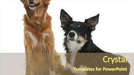  Presentation with nova scotia - Presentation theme featuring collie and a nova scotia background and a coral colored foreground