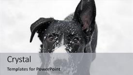  Presentation with cross border - Beautiful slides featuring collie cross in snow storm backdrop and a light gray colored foreground