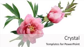  Presentation with peony - Cool new theme with coloful - pink peony flowers isolated backdrop and a white colored foreground