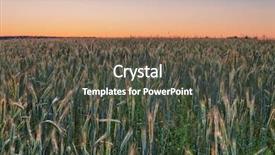  Presentation with summer wheat field blue - Colorful presentation theme enhanced with coloful sunset in summer field backdrop and a  colored foreground