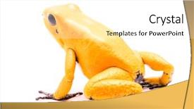  Presentation with poison - Colorful theme enhanced with colombia a dangerous amphibian backdrop and a white colored foreground