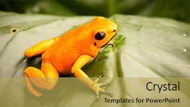  Presentation with poison - Beautiful slides featuring colombia a dangerous amphibian backdrop and a yellow colored foreground