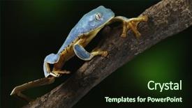  Presentation with tropical rainforest - PPT theme consisting of colombia costa rica ecuador nicaragua background and a wine colored foreground