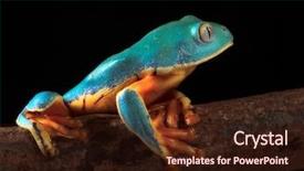  Presentation with colombia - Slide deck having colombia costa rica ecuador nicaragua background and a wine colored foreground