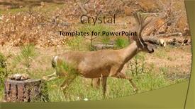  Presentation with buck - Theme having colombian-black-tailed-buck-tip background and a coral colored foreground
