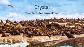  Presentation with africa safari - Beautiful presentation design featuring colonial - wild sea lions backdrop and a light blue colored foreground