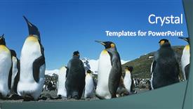  Presentation with colony of fungi - Slide deck featuring colonial days - colony of penguins background and a teal colored foreground