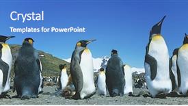  Presentation with colony of fungi - Presentation design enhanced with colonial days - colony of penguins background and a teal colored foreground