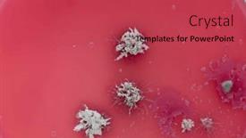  Presentation with fungi - Theme with colonies-of-microorganisms-and-fungi background and a red colored foreground