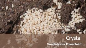  Presentation with ant - Presentation design enhanced with ant's eggs exposed on soil background and a violet colored foreground