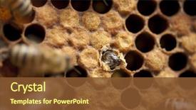  Presentation with larva - Audience pleasing presentation theme consisting of bees taking care of bee backdrop and a tawny brown colored foreground