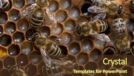  Presentation with larva - Presentation theme enhanced with bees taking care of bee background and a tawny brown colored foreground