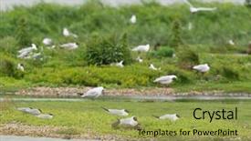  Presentation with juvenile - Presentation consisting of colony breeding black-headed seagulls with juvenile background and a yellow colored foreground