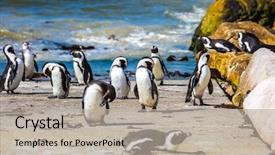  Presentation with south africa - PPT theme with colony in the table mountain background and a mint green colored foreground