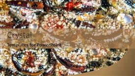  Presentation with moving water - Amazing presentation design having colony-of-colorful-mussels-attached backdrop and a coral colored foreground