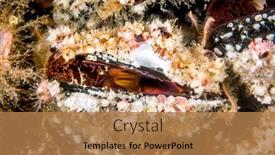  Presentation with water moving - PPT theme with colony-of-colorful-mussels-attached background and a coral colored foreground
