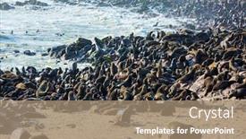  Presentation with africa tourism - Amazing theme having colony-of-fur-seals-africa backdrop and a coral colored foreground