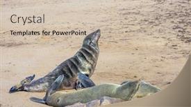  Presentation with africa tourism - Presentation consisting of colony-of-fur-seals-africa background and a soft green colored foreground