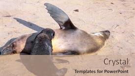  Presentation with world tourism - Beautiful slide set featuring colony-of-fur-seals-africa backdrop and a coral colored foreground