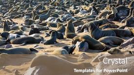  Presentation with exotic animals - PPT theme having colony-of-fur-seals-cape background and a coral colored foreground