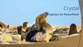  Presentation with marine - Audience pleasing theme consisting of colony-of-fur-seals-charming backdrop and a light blue colored foreground