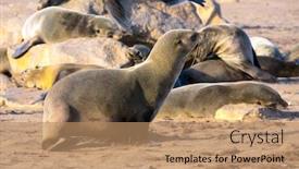  Presentation with nature - Presentation theme enhanced with colony-of-fur-seals-namibian background and a coral colored foreground