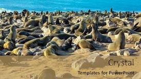  Presentation with south africa - Slide set having colony-of-fur-seals background and a yellow colored foreground