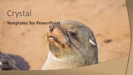  Presentation with animals nature - PPT theme consisting of colony-of-fur-seals background and a coral colored foreground
