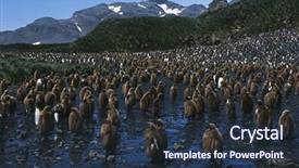  Presentation with south beach - Beautiful PPT theme featuring colony of juvenile king penguin backdrop and a  colored foreground