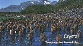  Presentation with juvenile - Theme with colony of juvenile king penguin background and a ocean colored foreground