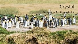  Presentation with chile - Amazing presentation having colony-of-king-penguins-aptenodytes backdrop and a coral colored foreground