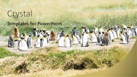  Presentation with chile - Colorful presentation design enhanced with colony-of-king-penguins-aptenodytes backdrop and a soft green colored foreground