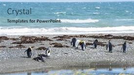  Presentation with chile - Slide deck enhanced with colony-of-king-penguins-aptenodytes background and a light blue colored foreground