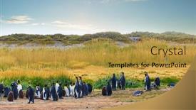  Presentation with western - Slide set enhanced with colony-of-king-penguins-aptenodytes background and a gold colored foreground