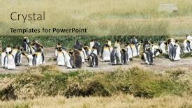  Presentation with king - Theme with colony-of-king-penguins-aptenodytes background and a mint green colored foreground