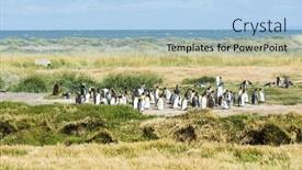  Presentation with king - Presentation theme consisting of colony-of-king-penguins-aptenodytes background and a light blue colored foreground