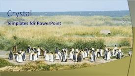  Presentation with chile - Presentation consisting of colony-of-king-penguins-aptenodytes background and a sky blue colored foreground