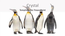  Presentation with king - PPT theme having colony-of-king-penguins-together background and a white colored foreground