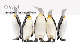  Presentation with king - Slide set enhanced with colony-of-king-penguins-together background and a white colored foreground