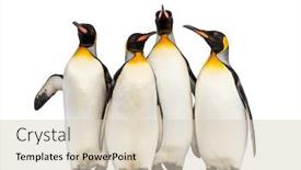  Presentation with king - Beautiful PPT layouts featuring colony-of-king-penguins-together backdrop and a lemonade colored foreground